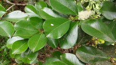 Psidium cattleyanum