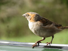 Passer rufocinctus