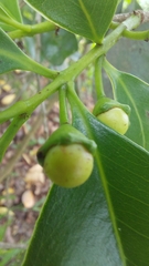 Psidium cattleyanum