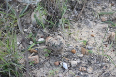 Escobaria emskoetteriana