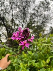 Epidendrum arachnoglossum