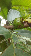 Psidium cattleyanum