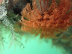 Eudistylia polymorpha