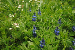 Lupinus micranthus