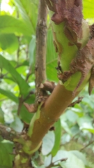 Psidium cattleyanum