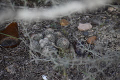 Escobaria emskoetteriana