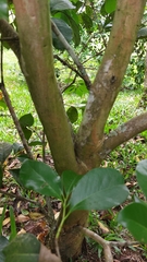 Psidium cattleyanum