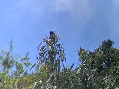 Chalcostigma herrani