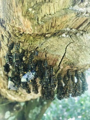 Cypherotylus debauvei