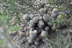 Escobaria emskoetteriana