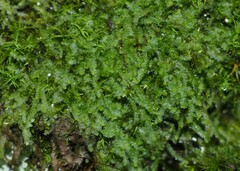 Lejeunea cavifolia