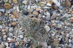 Ancistrocactus scheeri