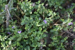 Hebecarpa punctata