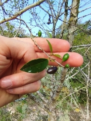 Chrysophyllum marginatum