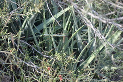 Aloe vera