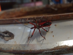 Poecilosphodrus gratiosus