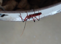 Poecilosphodrus gratiosus