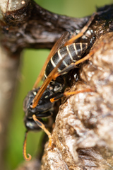 Polistes riparius