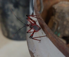 Poecilosphodrus gratiosus