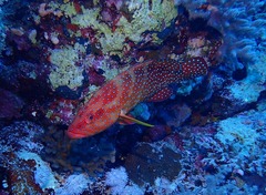 Cephalopholis miniata