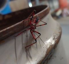 Poecilosphodrus gratiosus