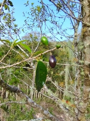 Chrysophyllum marginatum