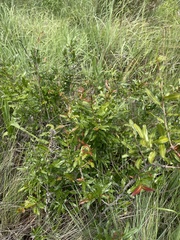 Ochna serrulata