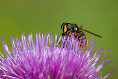 Sericomyia