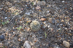 Hamatocactus setispinus