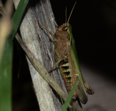 Omocestus