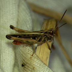 Omocestus