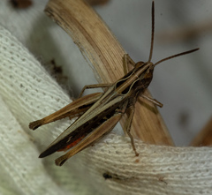 Omocestus
