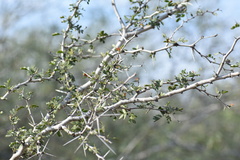 Vachellia rigidula