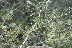 Vachellia rigidula