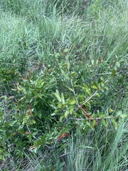 Ochna serrulata