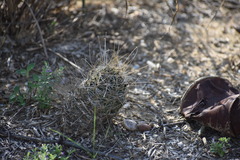 Hamatocactus setispinus