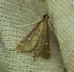 Dolicharthria punctalis