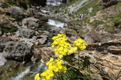 Erysimum duriaei pyrenaicum