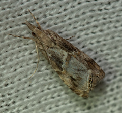 Euchromius