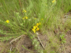 Aspalathus asparagoides