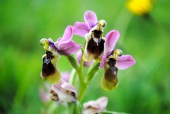 Ophrys tenthredinifera