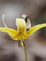 Erythronium