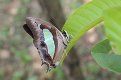 Polyura bharata