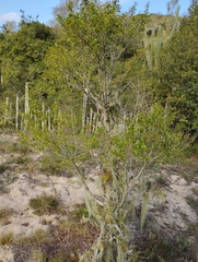 Chrysophyllum marginatum