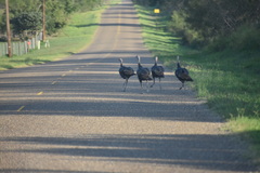 Meleagris gallopavo intermedia