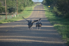 Meleagris gallopavo intermedia