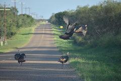 Meleagris gallopavo intermedia