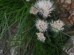 Haemanthus humilis