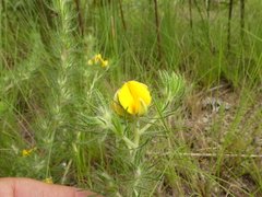 Aspalathus asparagoides