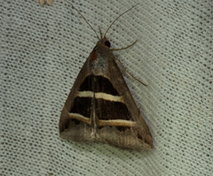 Grammodes bifasciata